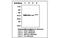 Nuclear Factor Kappa B Subunit 2 antibody, MBS834804, MyBioSource, Western Blot image 