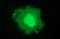 Matrix-remodeling-associated protein 2 antibody, LS-C797709, Lifespan Biosciences, Immunofluorescence image 