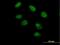 PAX Interacting Protein 1 antibody, H00022976-B01P, Novus Biologicals, Immunofluorescence image 