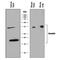 Gremlin 1, DAN Family BMP Antagonist antibody, PA5-47973, Invitrogen Antibodies, Western Blot image 