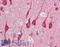 Microtubule Associated Protein 1 Light Chain 3 Beta antibody, LS-B9650, Lifespan Biosciences, Immunohistochemistry frozen image 