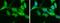 Heat Shock Protein Family A (Hsp70) Member 1 Like antibody, NBP1-33022, Novus Biologicals, Immunofluorescence image 