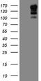 Ubiquitin Specific Peptidase 40 antibody, TA809902, Origene, Western Blot image 