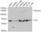 5-Aminoimidazole-4-Carboxamide Ribonucleotide Formyltransferase/IMP Cyclohydrolase antibody, GTX33026, GeneTex, Western Blot image 