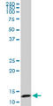 Elongin B antibody, LS-C198310, Lifespan Biosciences, Western Blot image 