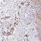 TeM antibody, NBP1-89939, Novus Biologicals, Immunohistochemistry paraffin image 