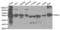 Protein Disulfide Isomerase Family A Member 3 antibody, abx001008, Abbexa, Western Blot image 