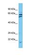 Tetratricopeptide Repeat Domain 24 antibody, orb327133, Biorbyt, Western Blot image 