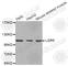 Leucine Rich Repeat Containing G Protein-Coupled Receptor 5 antibody, A8090, ABclonal Technology, Western Blot image 