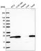 Nurim antibody, HPA072545, Atlas Antibodies, Western Blot image 