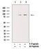 Component Of Inhibitor Of Nuclear Factor Kappa B Kinase Complex antibody, GTX52309, GeneTex, Western Blot image 