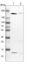 Golgin A3 antibody, NBP1-91953, Novus Biologicals, Western Blot image 