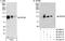 DEAD-Box Helicase 20 antibody, A300-650A, Bethyl Labs, Western Blot image 