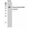 Nuclear Receptor Subfamily 4 Group A Member 1 antibody, LS-C381613, Lifespan Biosciences, Western Blot image 