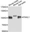 Piwi Like RNA-Mediated Gene Silencing 1 antibody, A2150, ABclonal Technology, Western Blot image 