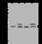 Programmed Cell Death 10 antibody, 202939-T36, Sino Biological, Western Blot image 