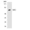 Malic Enzyme 1 antibody, LS-C200199, Lifespan Biosciences, Western Blot image 