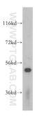 Pseudouridine Synthase 3 antibody, 17248-1-AP, Proteintech Group, Western Blot image 