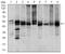 Integrin Linked Kinase antibody, MA5-17099, Invitrogen Antibodies, Western Blot image 