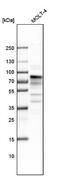 MSL Complex Subunit 2 antibody, NBP1-83853, Novus Biologicals, Western Blot image 