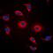 G Protein-Coupled Receptor 119 antibody, orb256567, Biorbyt, Immunofluorescence image 