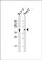 Glypican 3 antibody, orb389117, Biorbyt, Western Blot image 