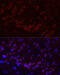 Gap Junction Protein Alpha 1 antibody, 14-130, ProSci, Immunofluorescence image 