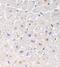 TNF Receptor Superfamily Member 6b antibody, PA1-30789, Invitrogen Antibodies, Immunohistochemistry frozen image 