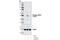 Calcium/Calmodulin Dependent Protein Kinase II Beta antibody, 3356S, Cell Signaling Technology, Western Blot image 