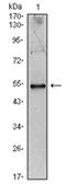 Interleukin 34 antibody, AM06478SU-N, Origene, Western Blot image 