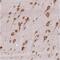 Hyaluronan Binding Protein 4 antibody, NBP2-30907, Novus Biologicals, Immunohistochemistry frozen image 