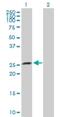 ATP23 Metallopeptidase And ATP Synthase Assembly Factor Homolog antibody, H00091419-D01P, Novus Biologicals, Western Blot image 