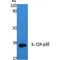 Interleukin 12A antibody, LS-C386869, Lifespan Biosciences, Western Blot image 