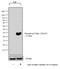 Cyclin Dependent Kinase Inhibitor 1B antibody, 37-9700, Invitrogen Antibodies, Western Blot image 