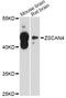 Zinc Finger And SCAN Domain Containing 4 antibody, LS-C747231, Lifespan Biosciences, Western Blot image 