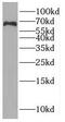 RUN Domain Containing 3A antibody, FNab07531, FineTest, Western Blot image 