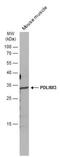 PDZ And LIM Domain 3 antibody, NBP2-19755, Novus Biologicals, Western Blot image 