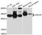 Galectin 3 antibody, LS-B14625, Lifespan Biosciences, Western Blot image 