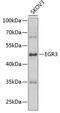 Early Growth Response 3 antibody, 23-093, ProSci, Western Blot image 