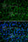 Glucose-6-Phosphate Isomerase antibody, A6916, ABclonal Technology, Immunofluorescence image 