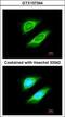 Non-SMC Condensin I Complex Subunit H antibody, GTX107344, GeneTex, Immunofluorescence image 