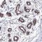 KIAA0218 antibody, HPA036822, Atlas Antibodies, Immunohistochemistry frozen image 