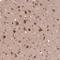 Prenylcysteine Oxidase 1 Like antibody, HPA037463, Atlas Antibodies, Immunohistochemistry paraffin image 