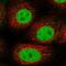General Transcription Factor IIF Subunit 2 antibody, NBP2-55413, Novus Biologicals, Immunocytochemistry image 