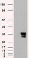 ICAD antibody, TA500061, Origene, Western Blot image 