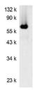 Luciferase antibody, orb108763, Biorbyt, Western Blot image 