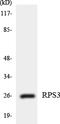 Ribosomal Protein S3 antibody, LS-C200625, Lifespan Biosciences, Western Blot image 