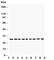 Kallikrein Related Peptidase 6 antibody, R30860, NSJ Bioreagents, Western Blot image 