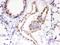 ATPase Sarcoplasmic/Endoplasmic Reticulum Ca2+ Transporting 2 antibody, PA5-78837, Invitrogen Antibodies, Immunohistochemistry paraffin image 
