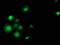 SAM And HD Domain Containing Deoxynucleoside Triphosphate Triphosphohydrolase 1 antibody, LS-C172455, Lifespan Biosciences, Immunofluorescence image 